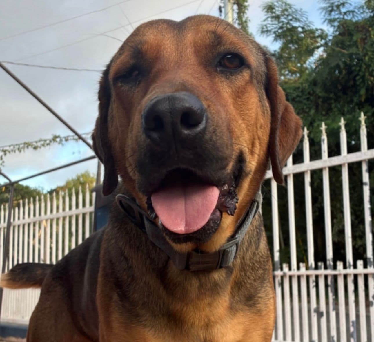 Foto de Dex